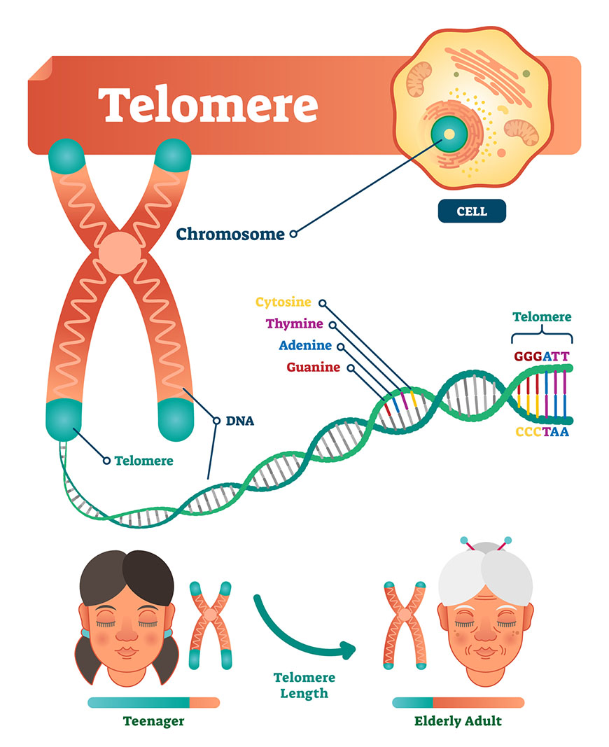 Telomeres: The True "Aging Clock" and How to Protect Yours